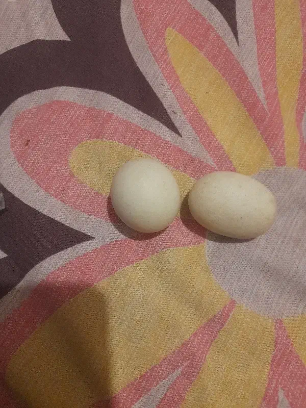 سنگ اسیاب|کلکسیون اشیاء عتیقه|زنجان, |دیوار