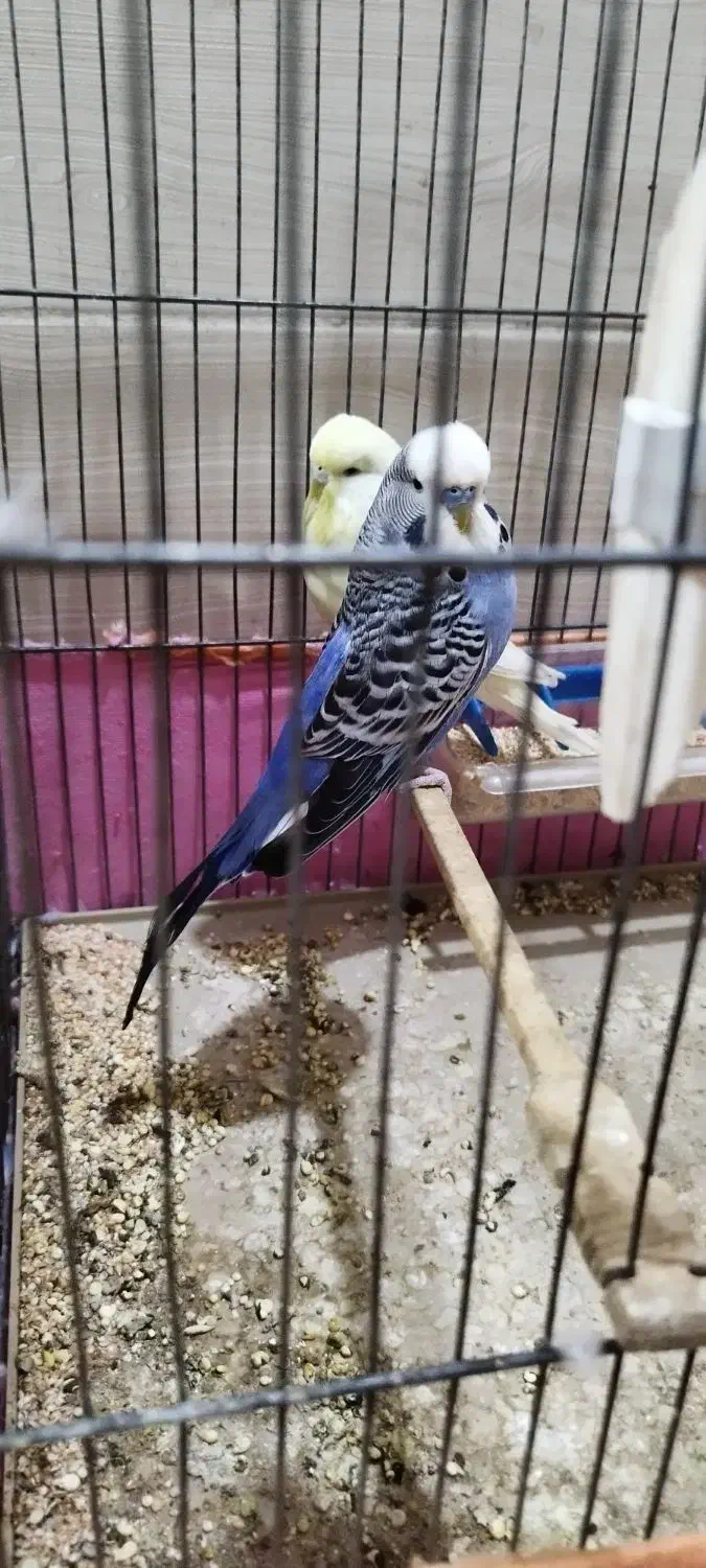 مرغ عشق انگلیسی|پرنده|کرج, حصارک پایین|دیوار