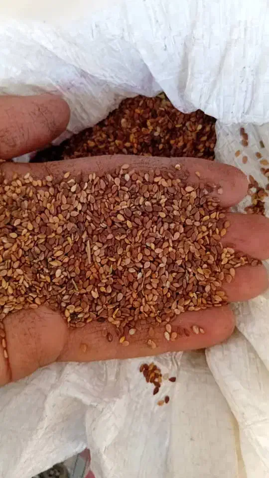 کنجدبوجاری شده یه تن ونیم باکیفیت|خوردنی و آشامیدنی|ارژن, |دیوار