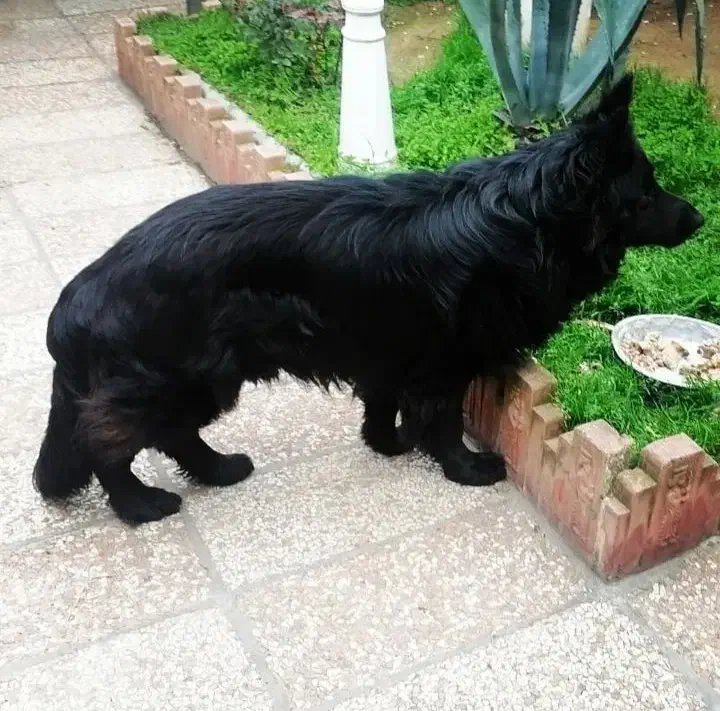 ژرمن شپرد موبلند شولاین|سگ|ساری, |دیوار