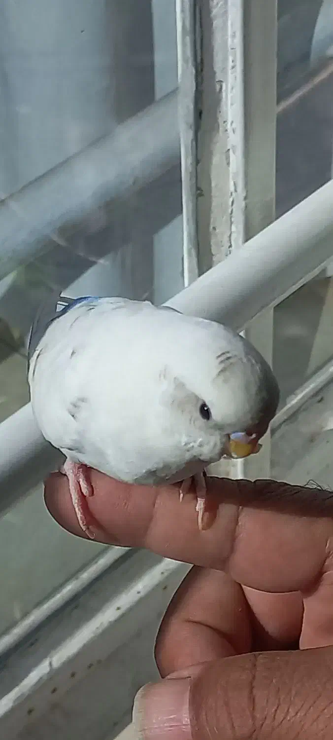 مرغ عشق دستی|پرنده|مشهد, هفده شهریور|دیوار