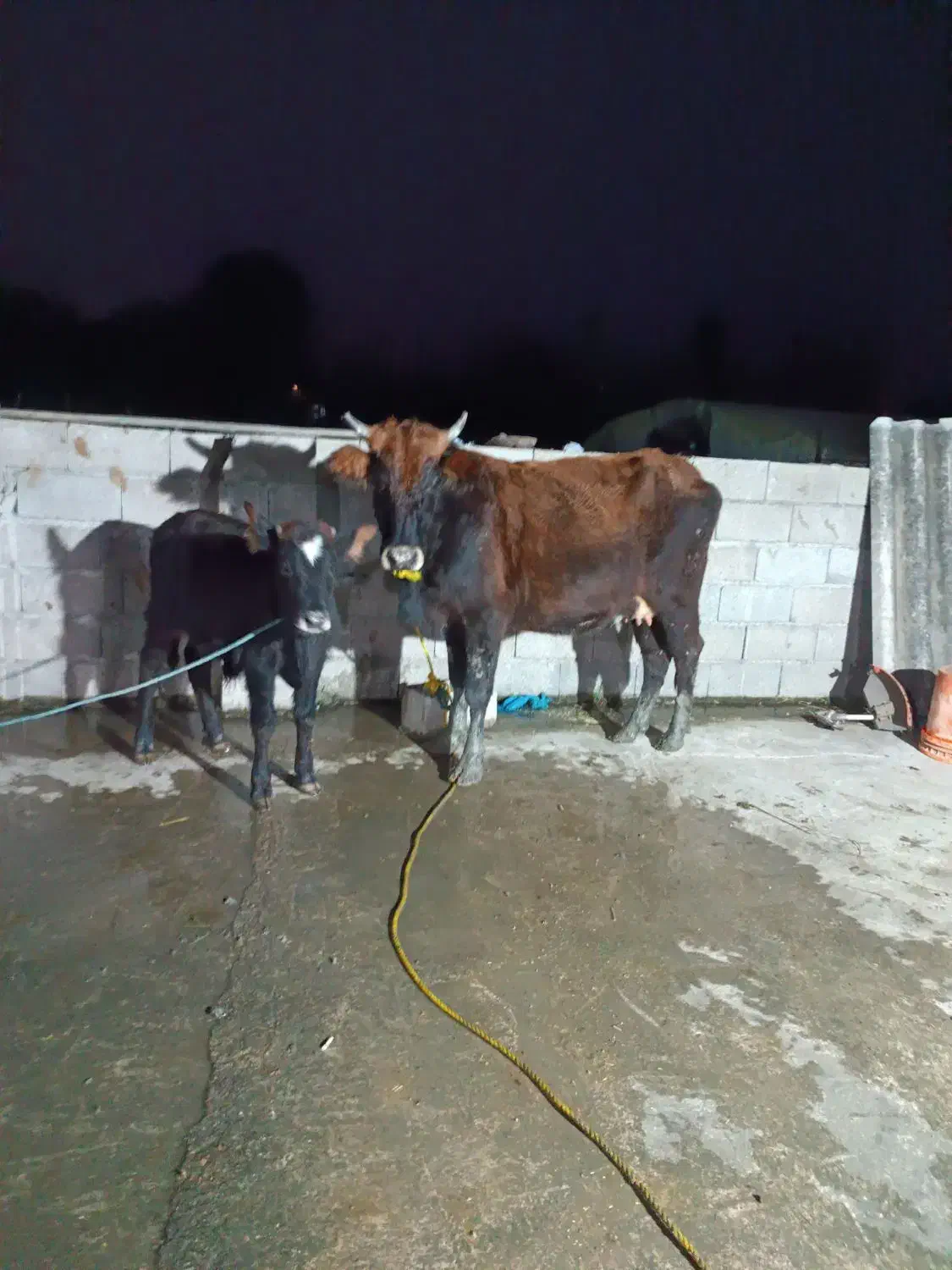 گاو با گوساله نر|حیوانات مزرعه|رضوانشهر, |دیوار