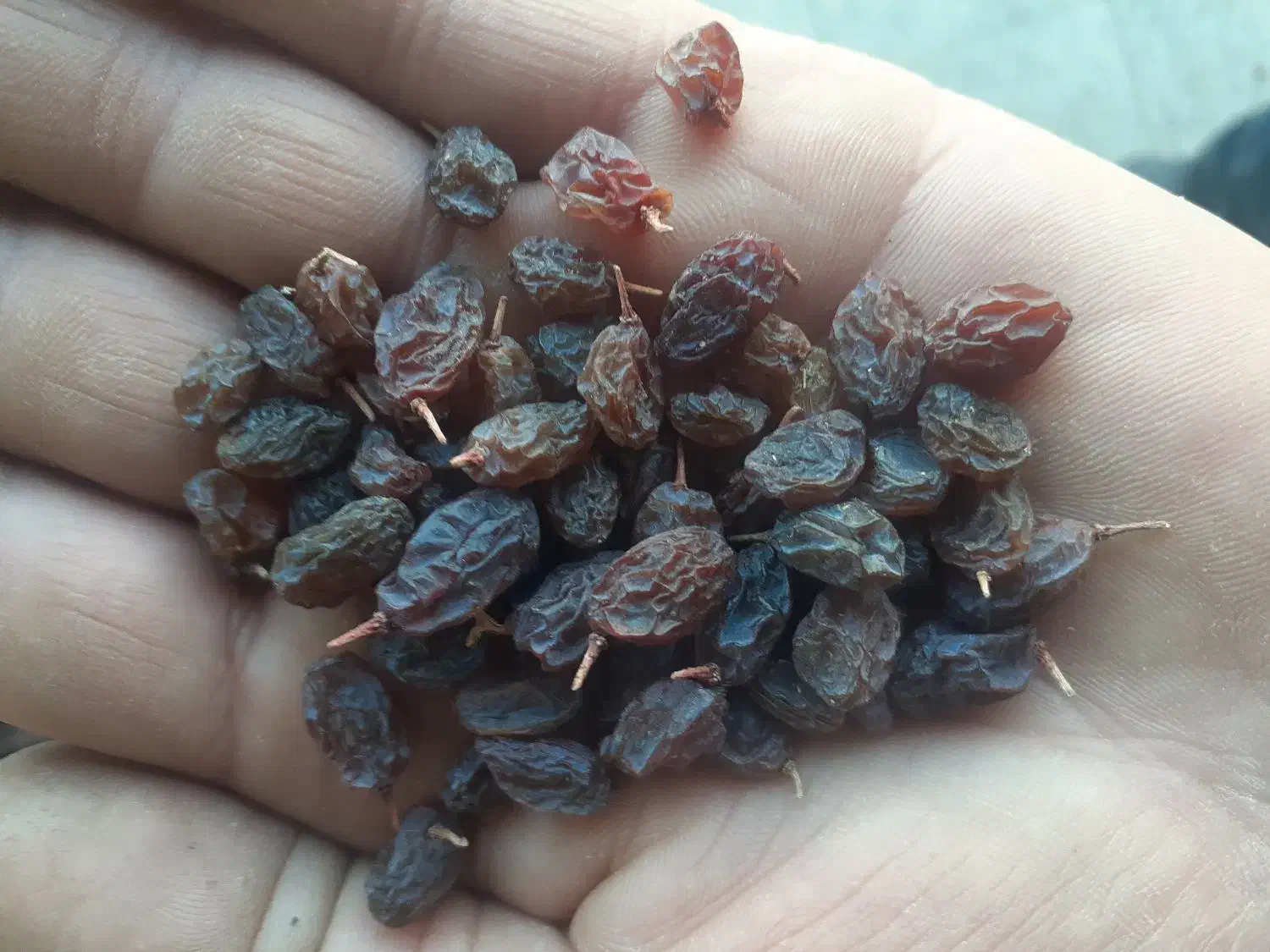 کشمش آفتابی|خوردنی و آشامیدنی|ملایر, |دیوار