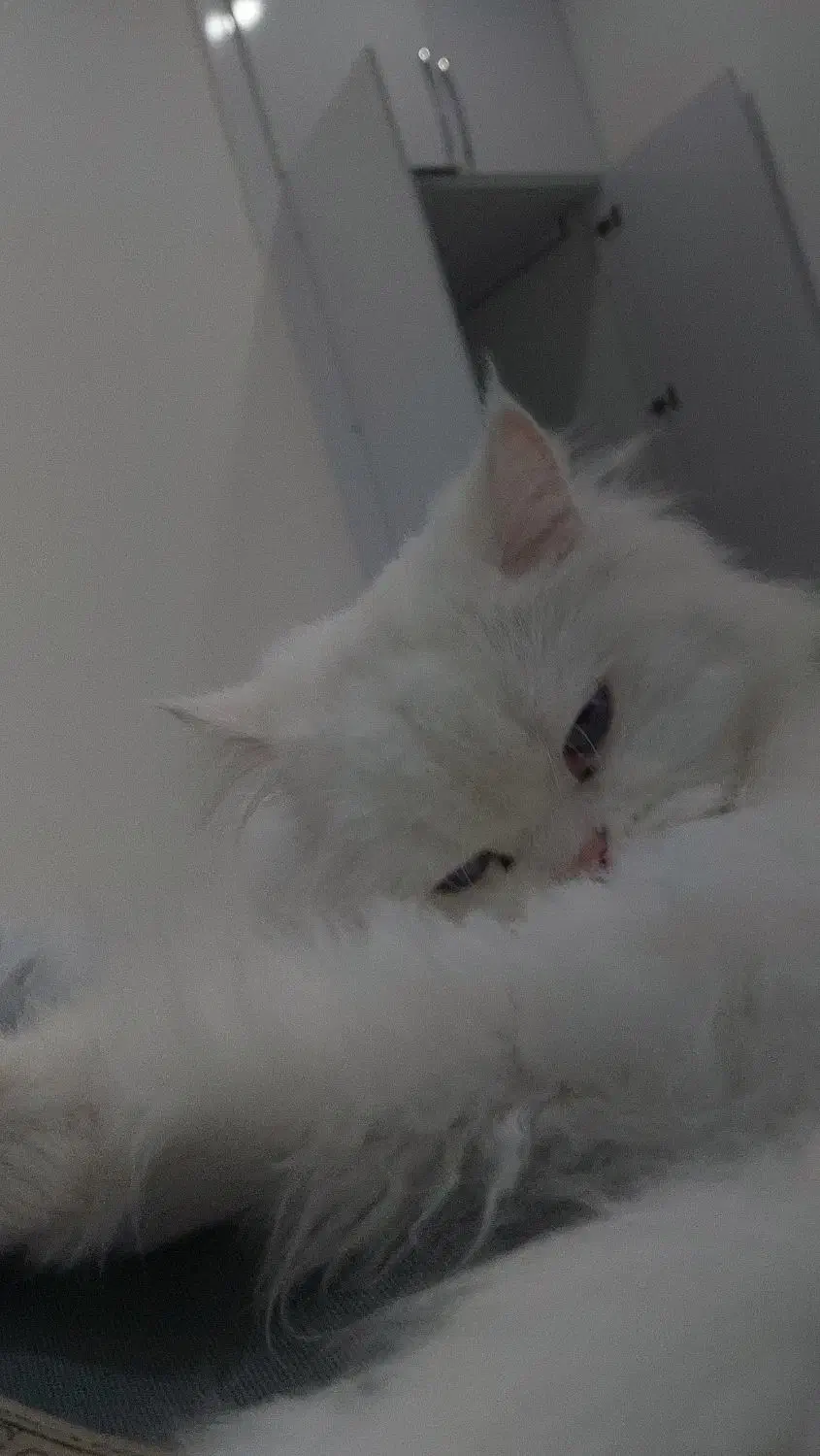 واگذاری گربه پرشین دال فیس چشم ابی|گربه|بندرعباس, |دیوار