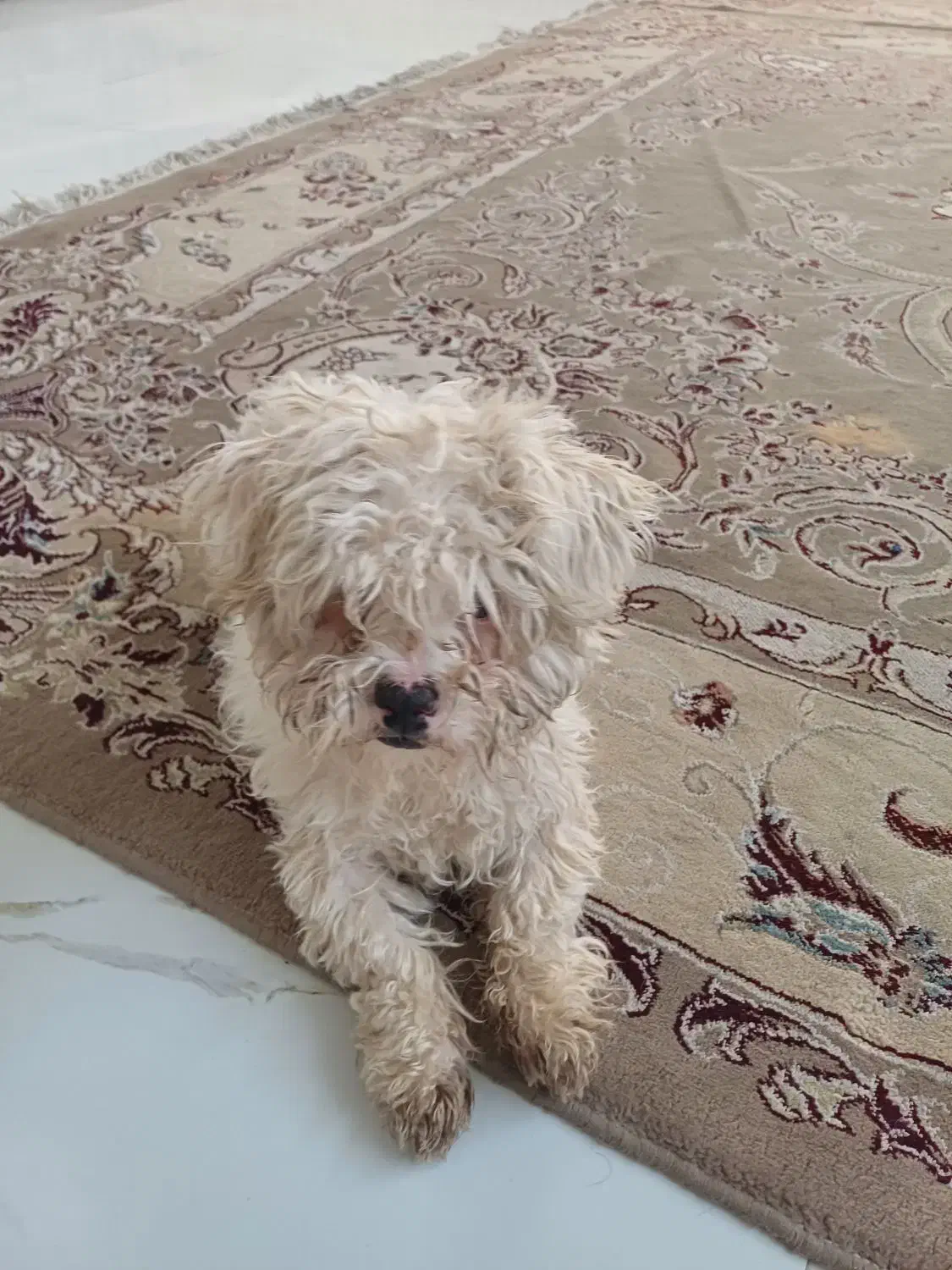 سگ مالتیز|سگ|طرقبه, |دیوار