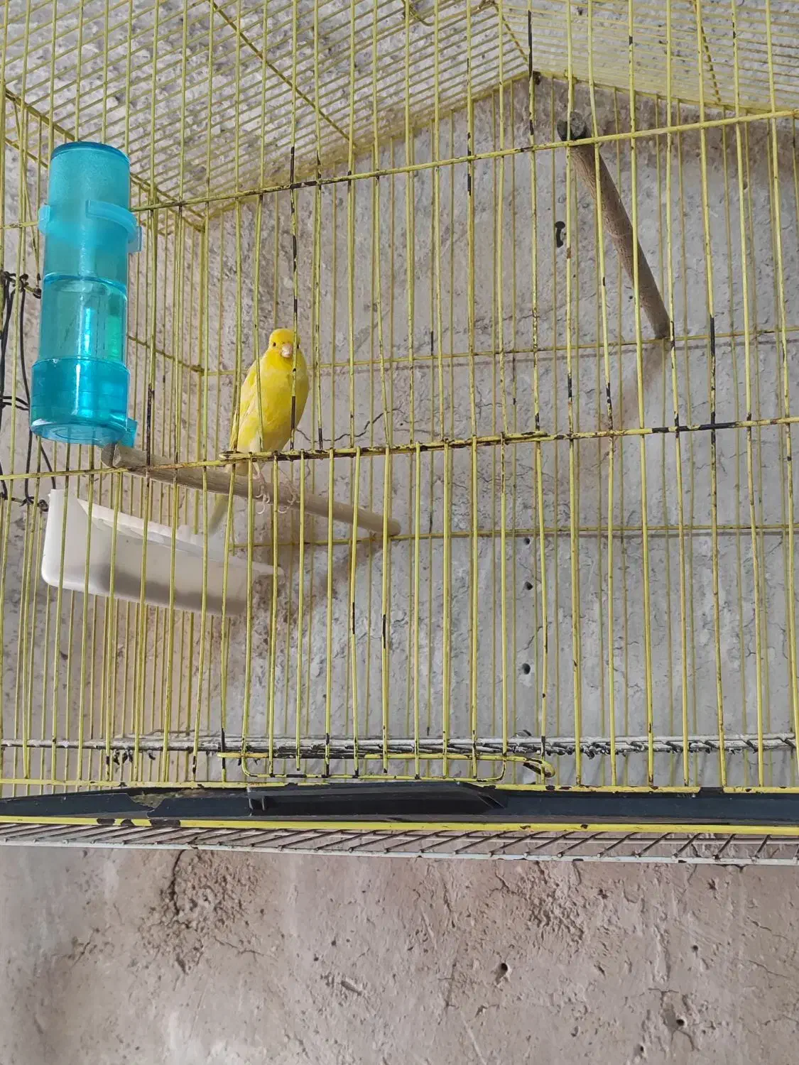 قناری طلایی مست شلاقی|پرنده|خورموج, |دیوار