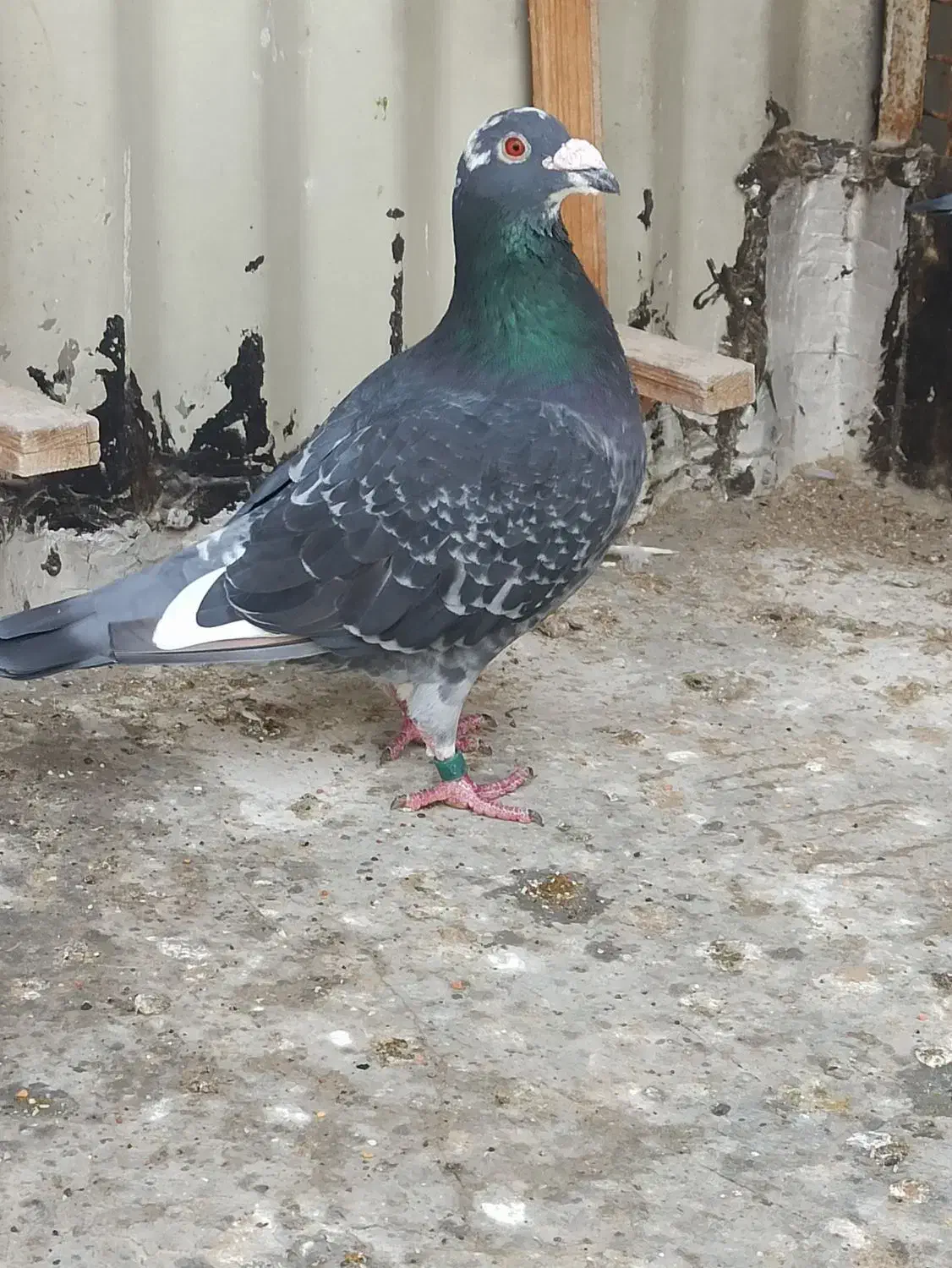 کفتر جفتگاه آلمانی|حیوانات|مشهد, کارمندان دوم|دیوار