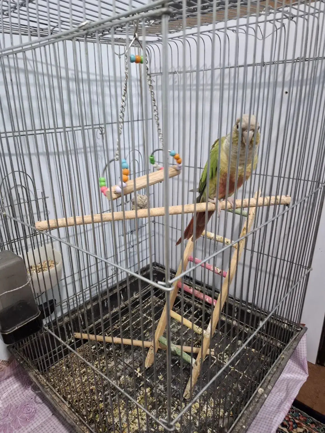 پرنده|پرنده|کرمان, |دیوار