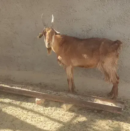 بز مناسب|حیوانات مزرعه|شیراز, ارم|دیوار