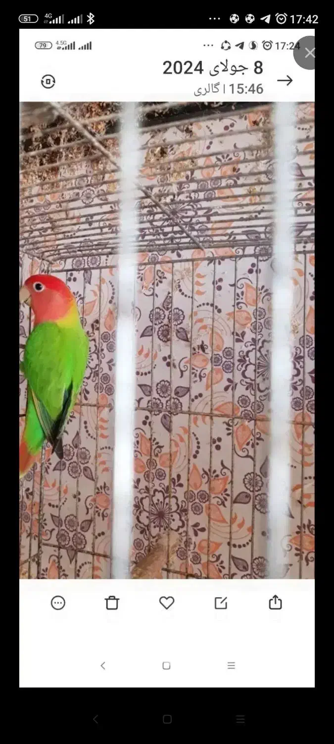 کوتوله اوپال و عروس زیبا|پرنده|رشت, پاره بیجار|دیوار