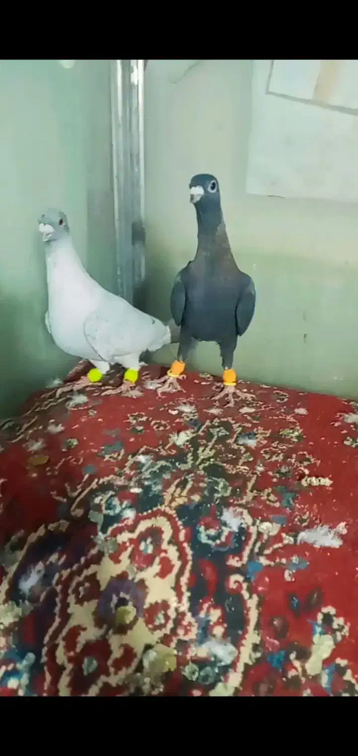 کفتر پرشی|پرنده|فرح دشت, |دیوار