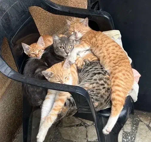 گربه خونگی|گربه|چالوس, |دیوار