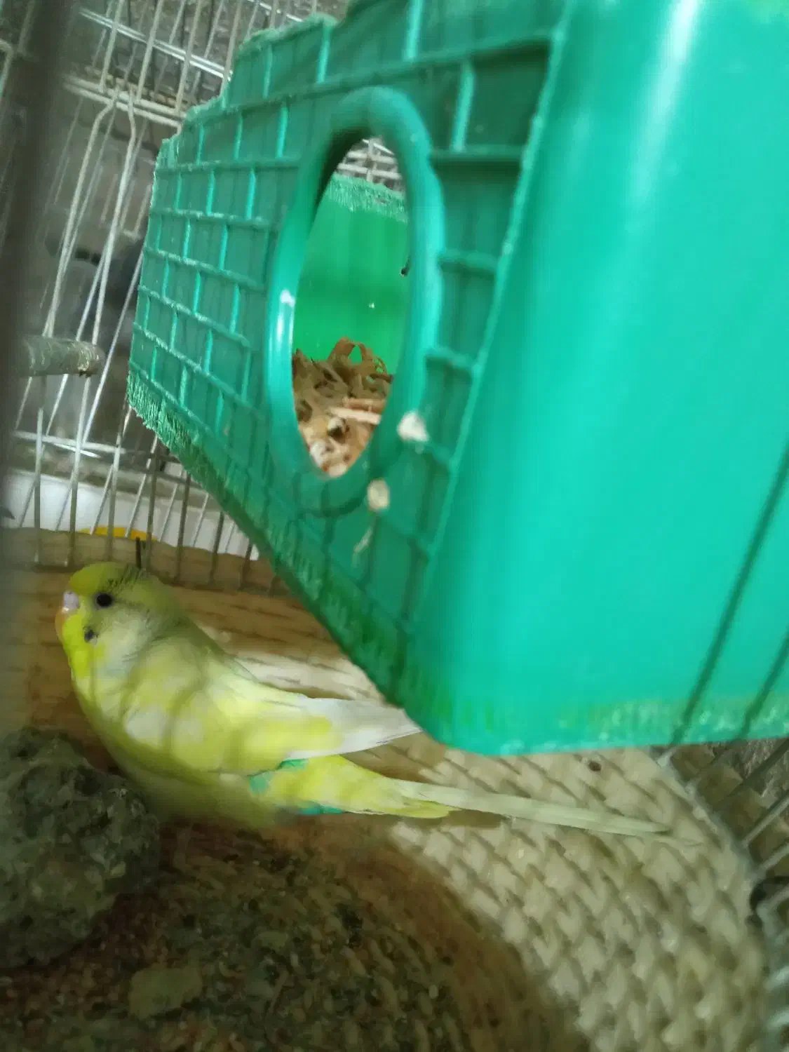 یک عدد مرغ عشق|پرنده|ایوان, |دیوار