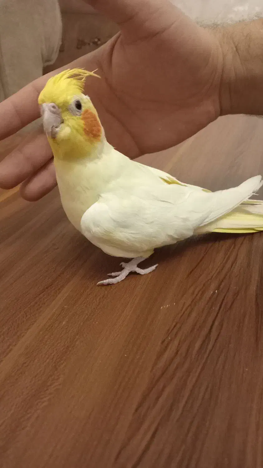 عروس هلندی|پرنده|تبریز, |دیوار