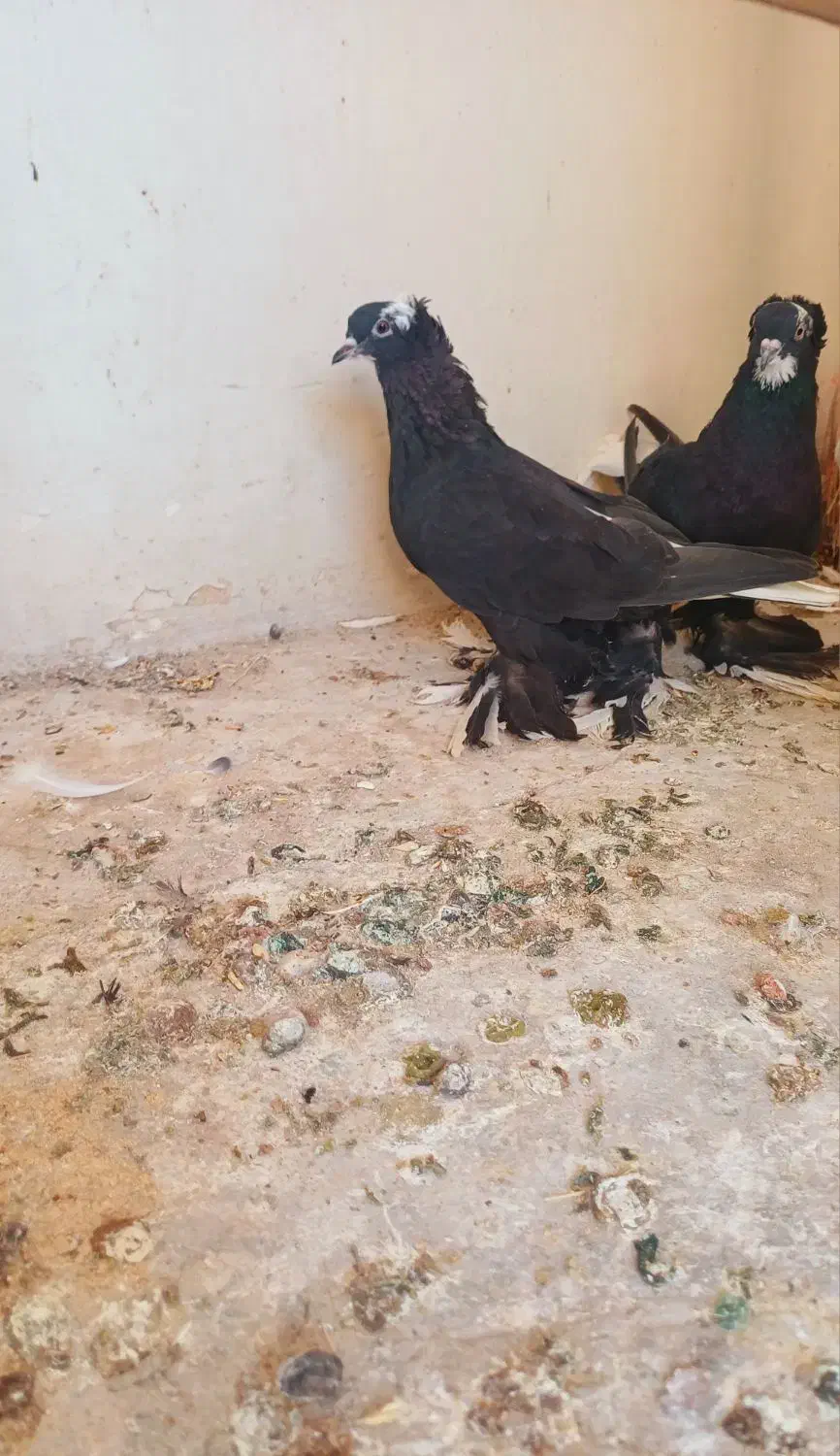 کبوتر قره آغ گویروخ|پرنده|سردرود, |دیوار