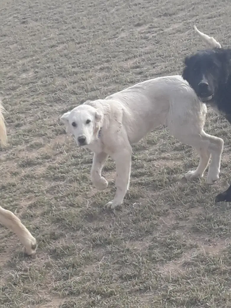 واگذاری توله ماده درج یک|سگ|شراء, |دیوار