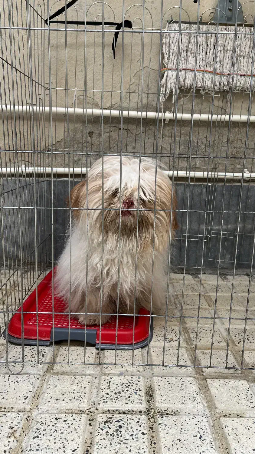 واگذاری سگ|سگ|هشتگرد, شهرک وحدت|دیوار