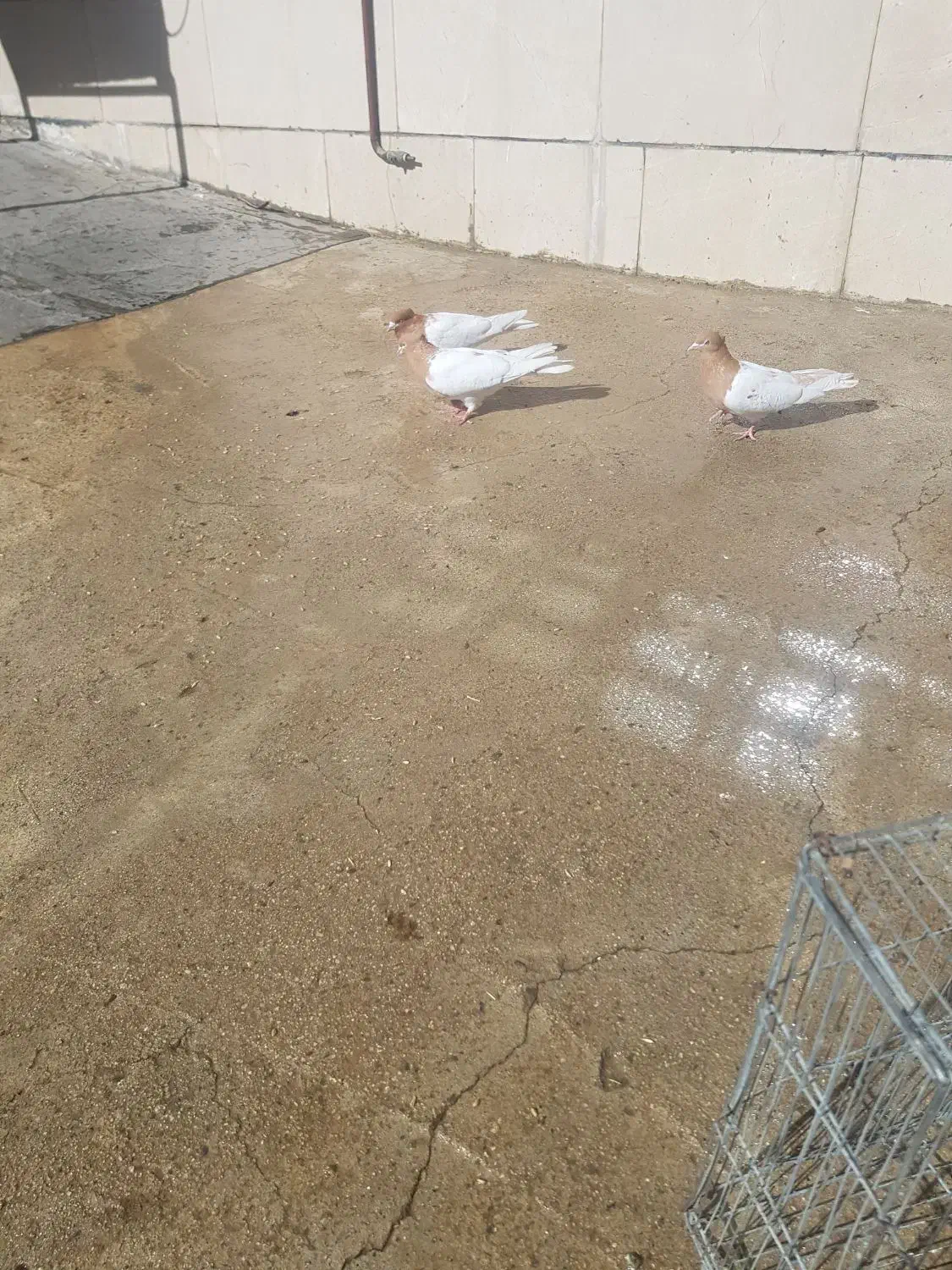 با سلام چندجوفت شونی دوم سفید کلی ودومی|پرنده|اشترینان, |دیوار