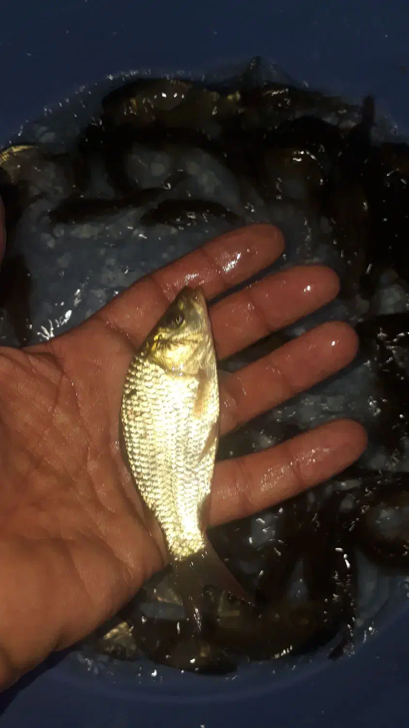 بچّه ماهی کپور و آمور و غیره|ماهی|اصفهان, الهیه|دیوار