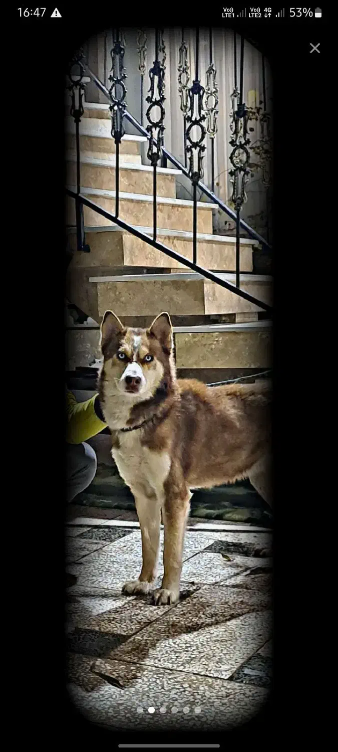 هاسکی|سگ|مشهد, کشف|دیوار