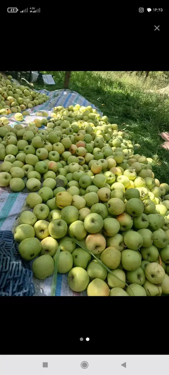 خریدارسیب ابگیری..ضایعات|خدمات باغبانی و درختکاری|زنجان, |دیوار