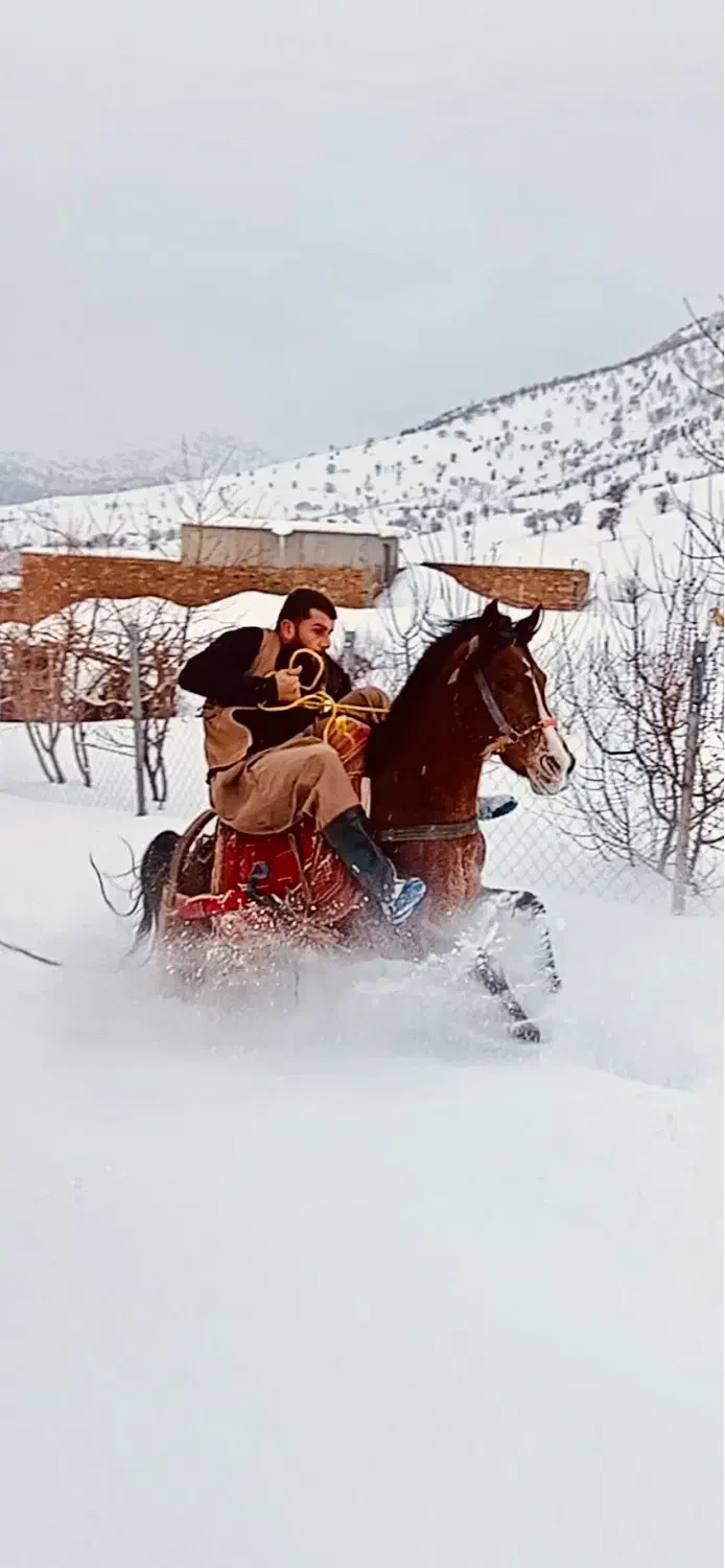 اسب فروشی|اسب و تجهیزات اسب‌سواری|آرمرده, |دیوار