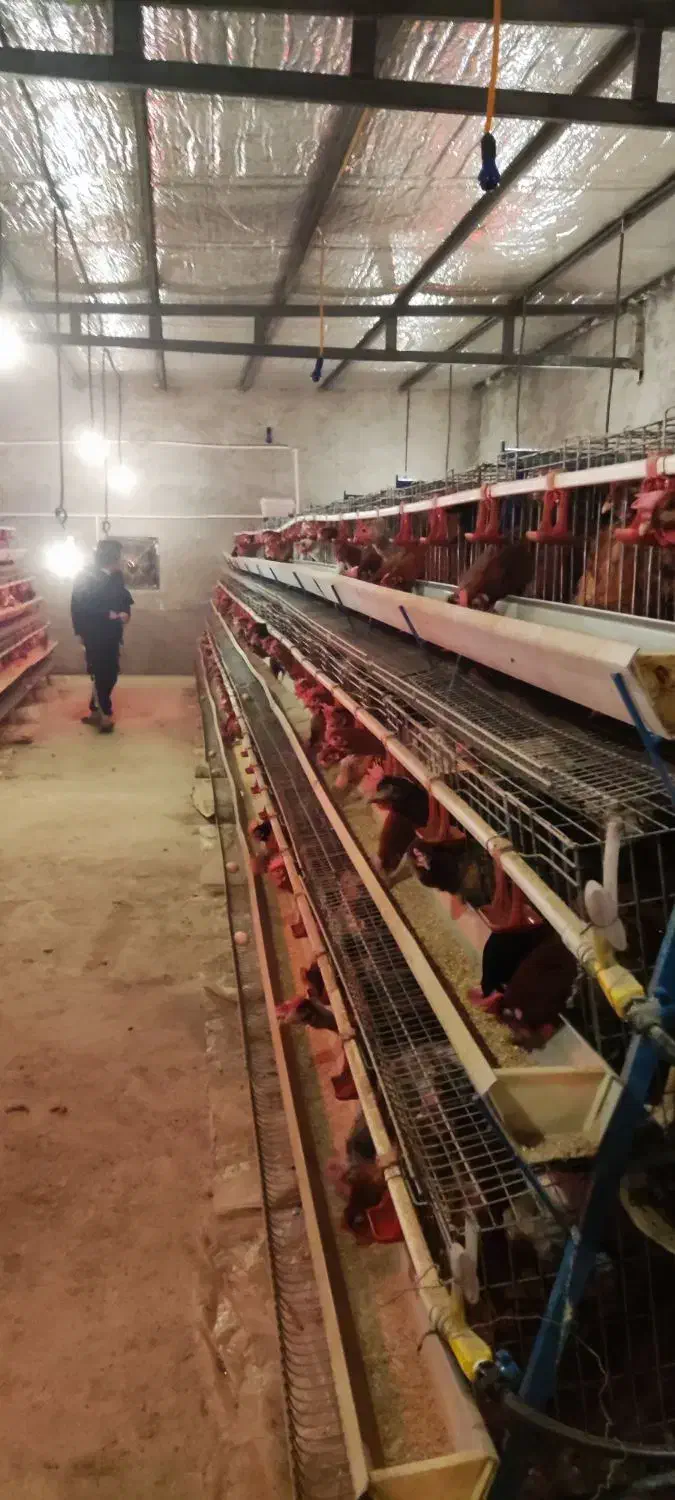 مرغ تخم گذار|حیوانات مزرعه|جوادآباد, |دیوار