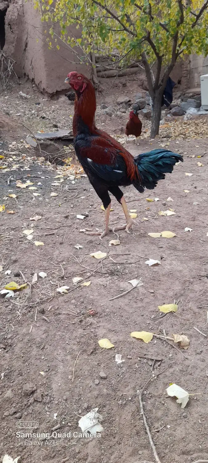 خروس لاری|حیوانات مزرعه|نسیم‌شهر, |دیوار