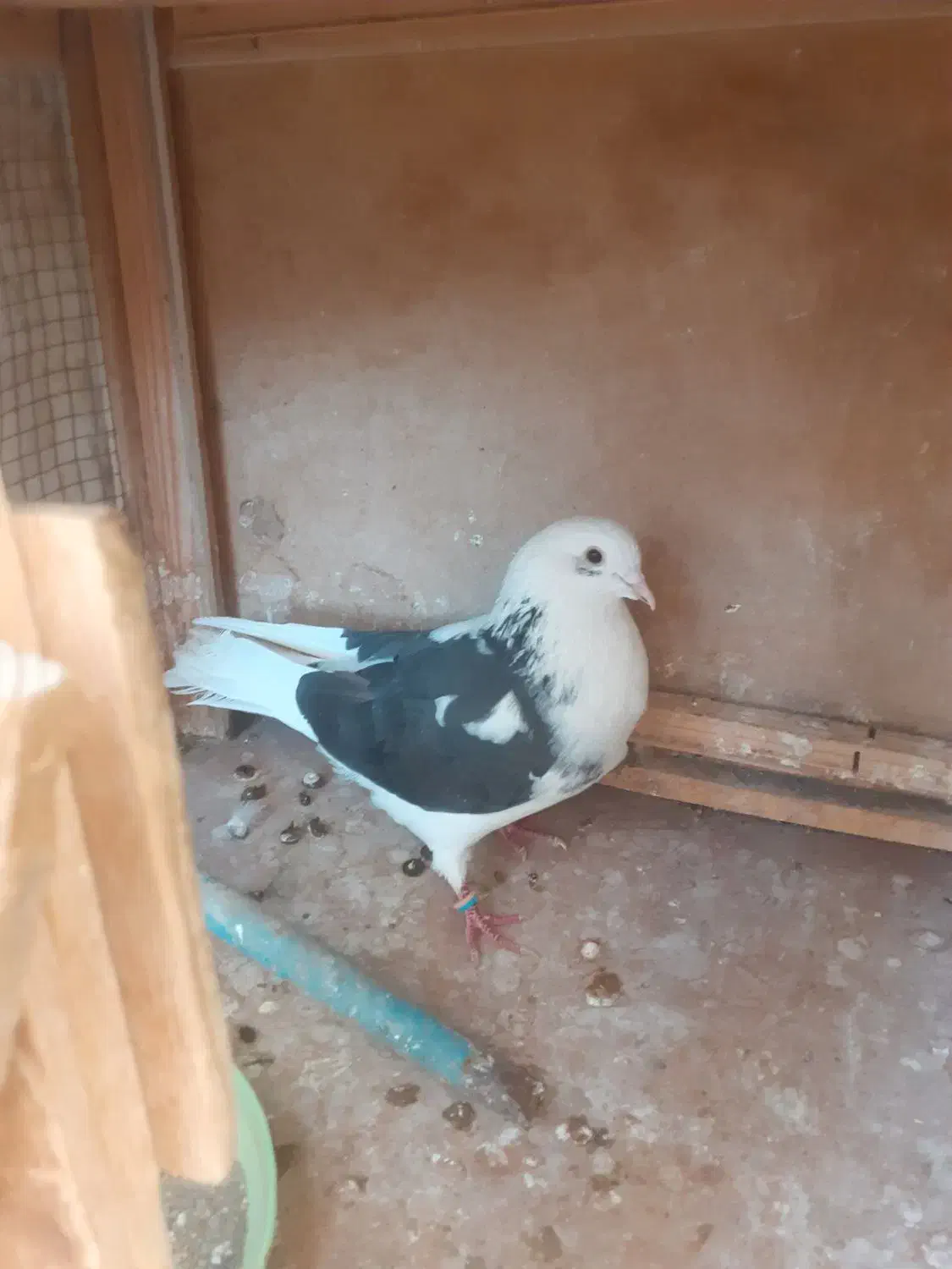 کبوتر پرشی|پرنده|لوشان, |دیوار