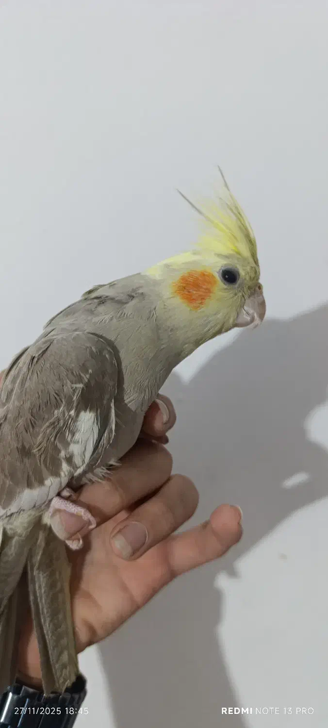 عروس هلندی|پرنده|عباسآباد, |دیوار