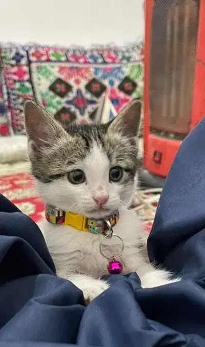 گم شده|حیوانات|زاهدان, |دیوار