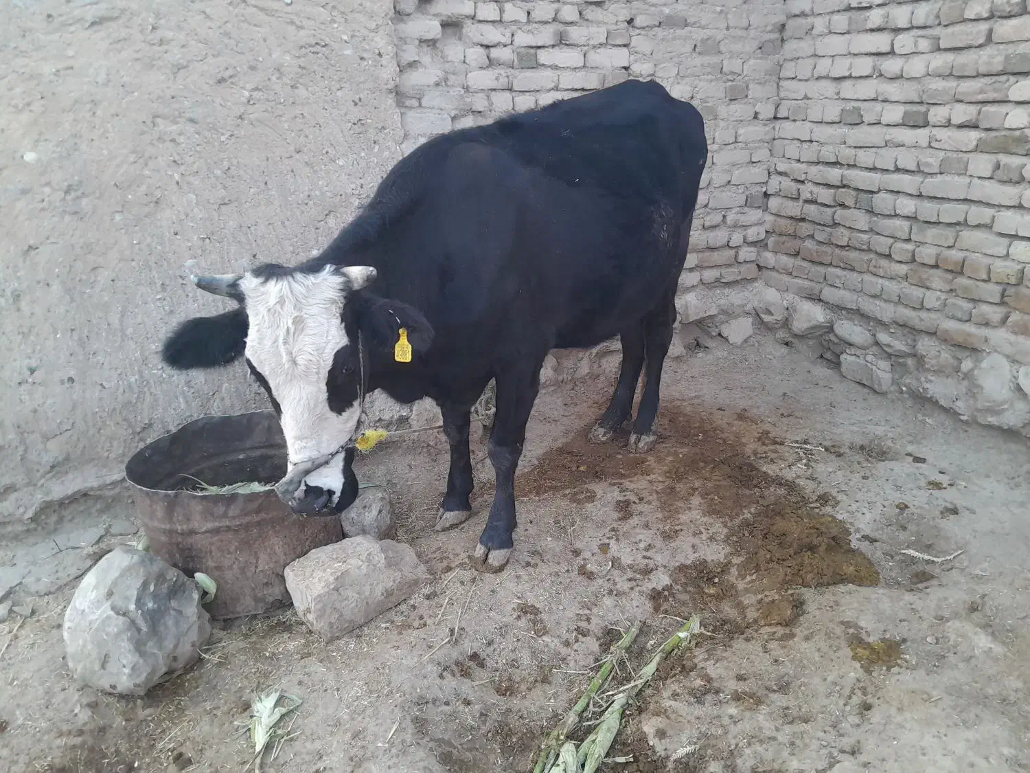 فروشی|حیوانات مزرعه|پلدختر, |دیوار