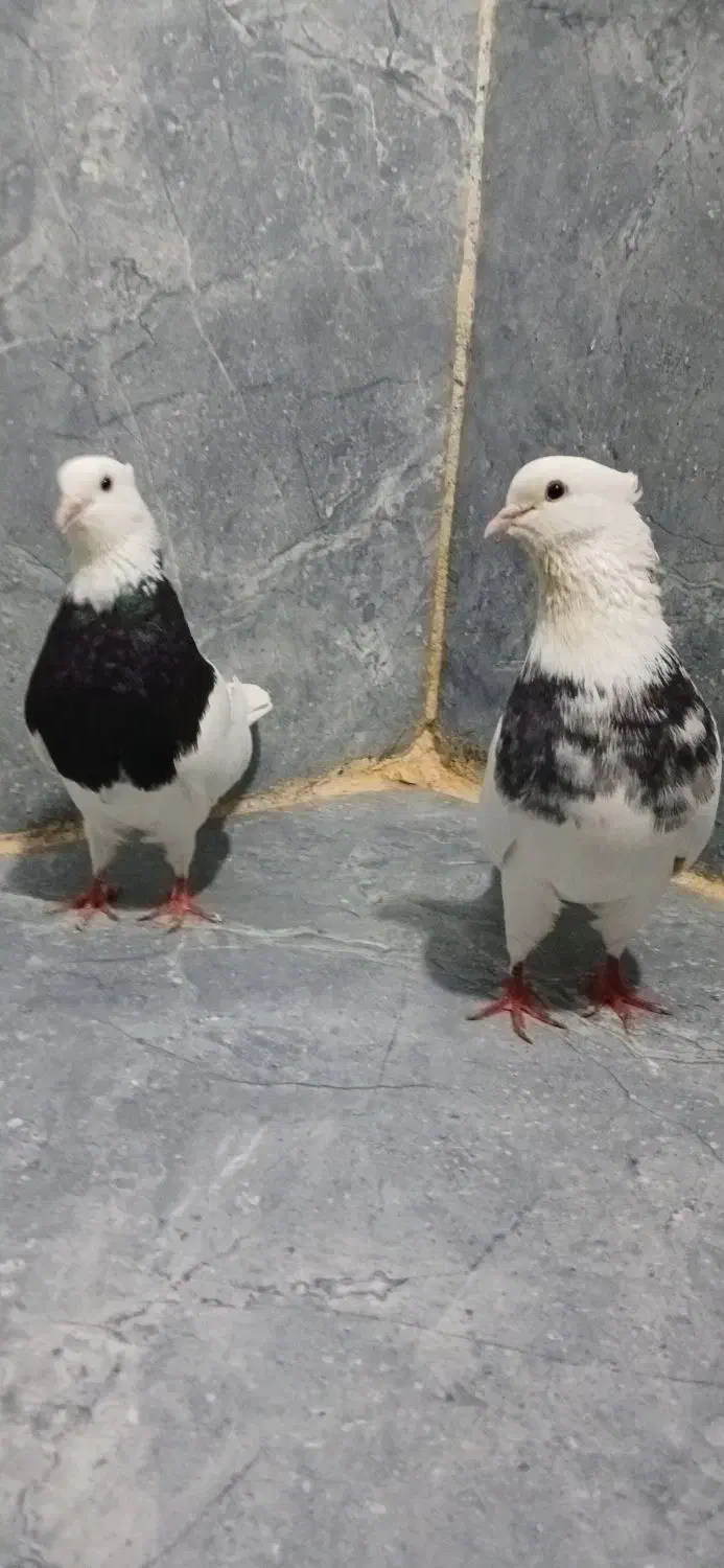 کبوتر|پرنده|مریوان, |دیوار