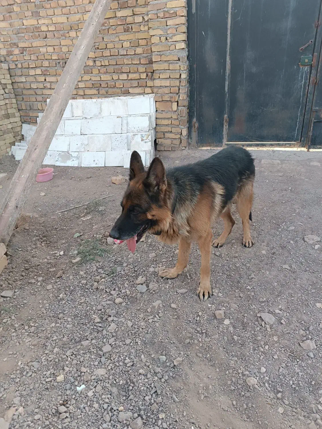 ژرمن شپرد|سگ|اشتهارد, |دیوار