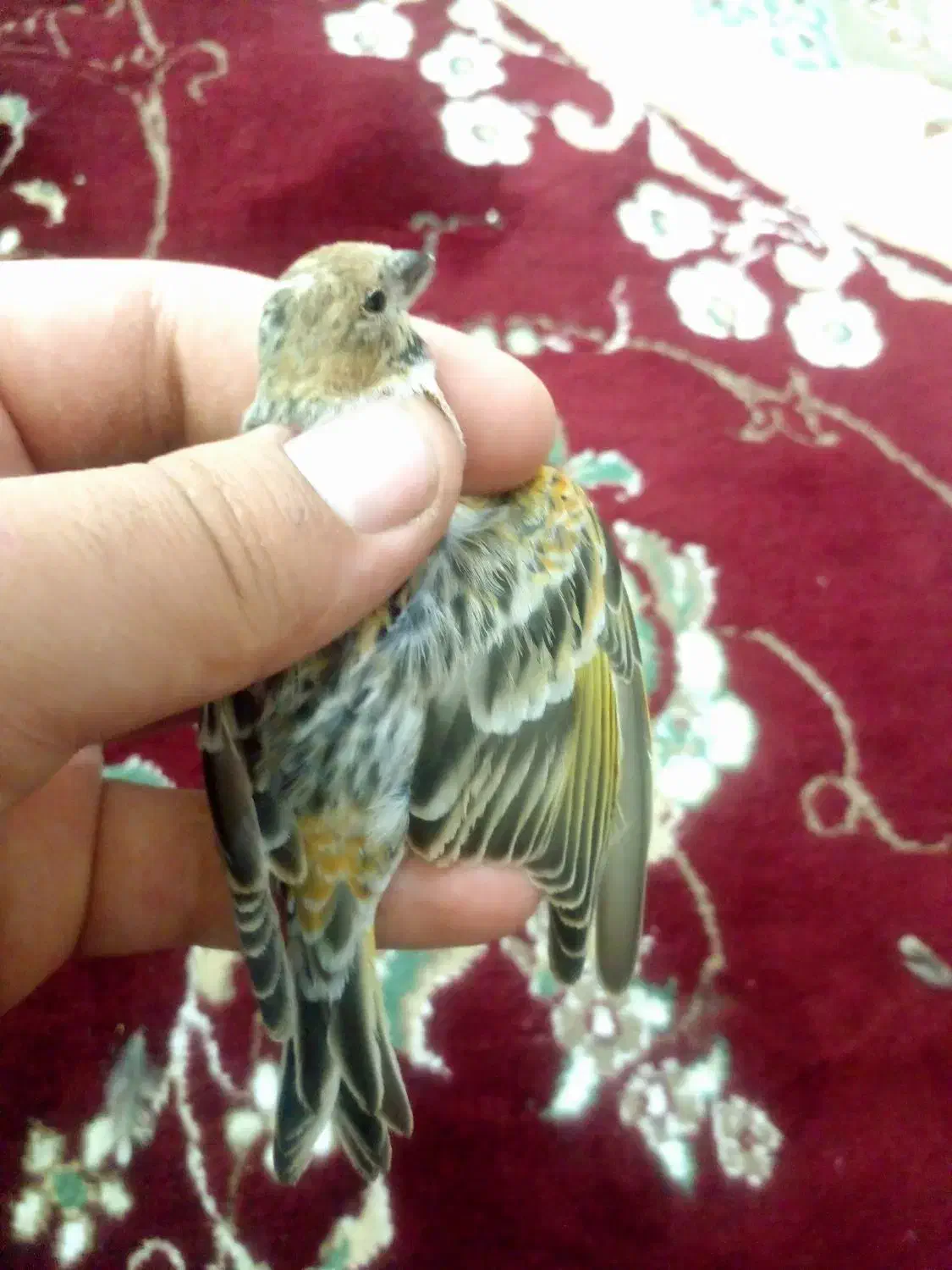 گلبسر سهره|پرنده|شیراز, شیخ علی چوپان|دیوار