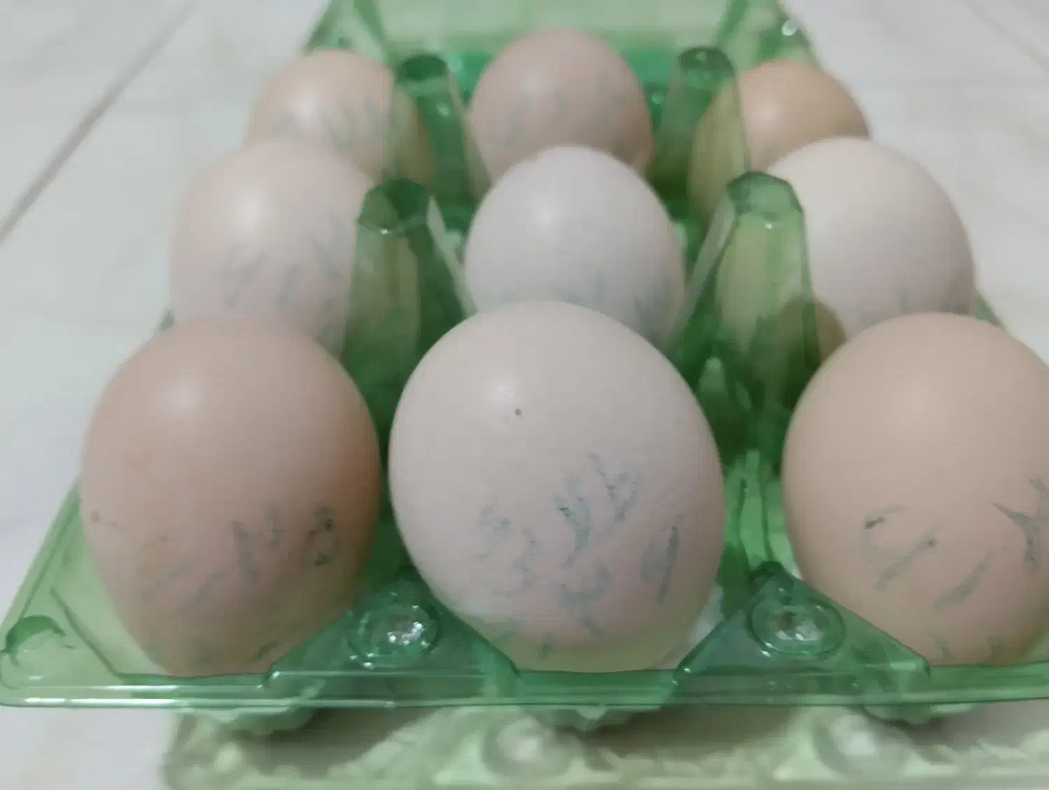 تخم مرغ نطفه دار برهما اصل لهستانی وارداتی|حیوانات مزرعه|شیراز, اصلاح‌نژاد|دیوار