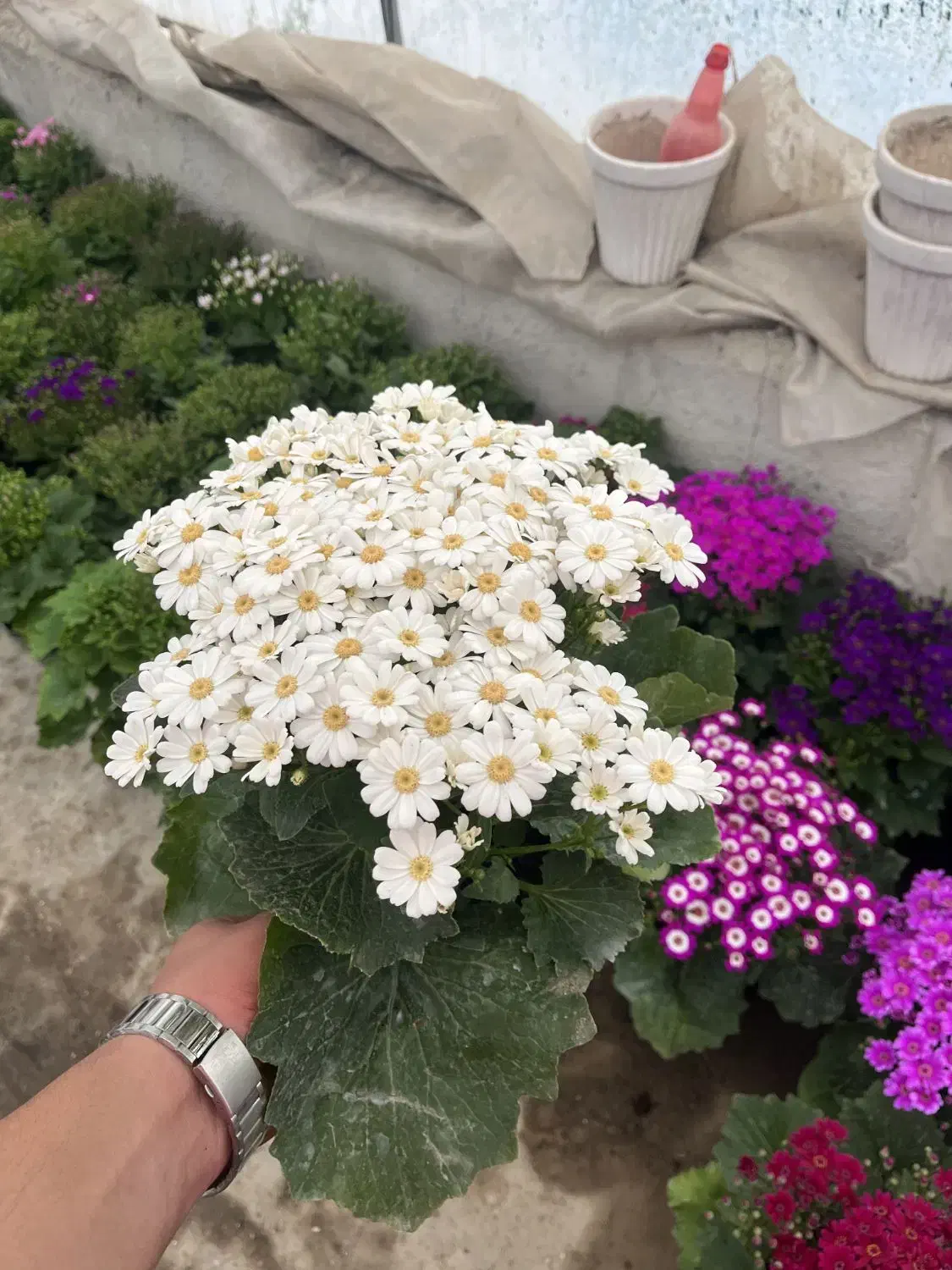 سینره|گل و گیاه طبیعی|پاکدشت, پاکدشت (مامازند)|دیوار