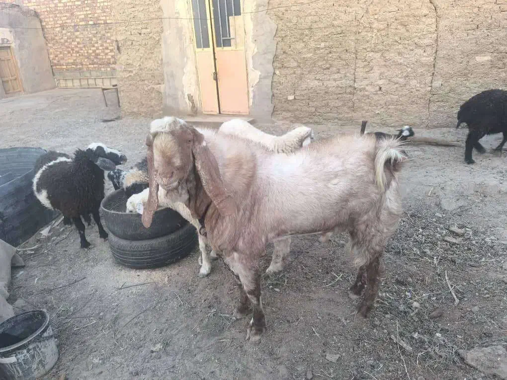 پاچن خوب|حیوانات مزرعه|هامون, |دیوار