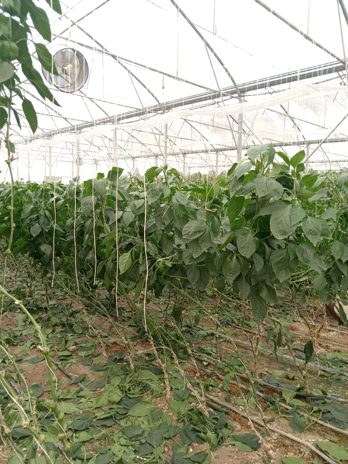 گلخانه|استخدام صنعتی، فنی، مهندسی|لردگان, |دیوار