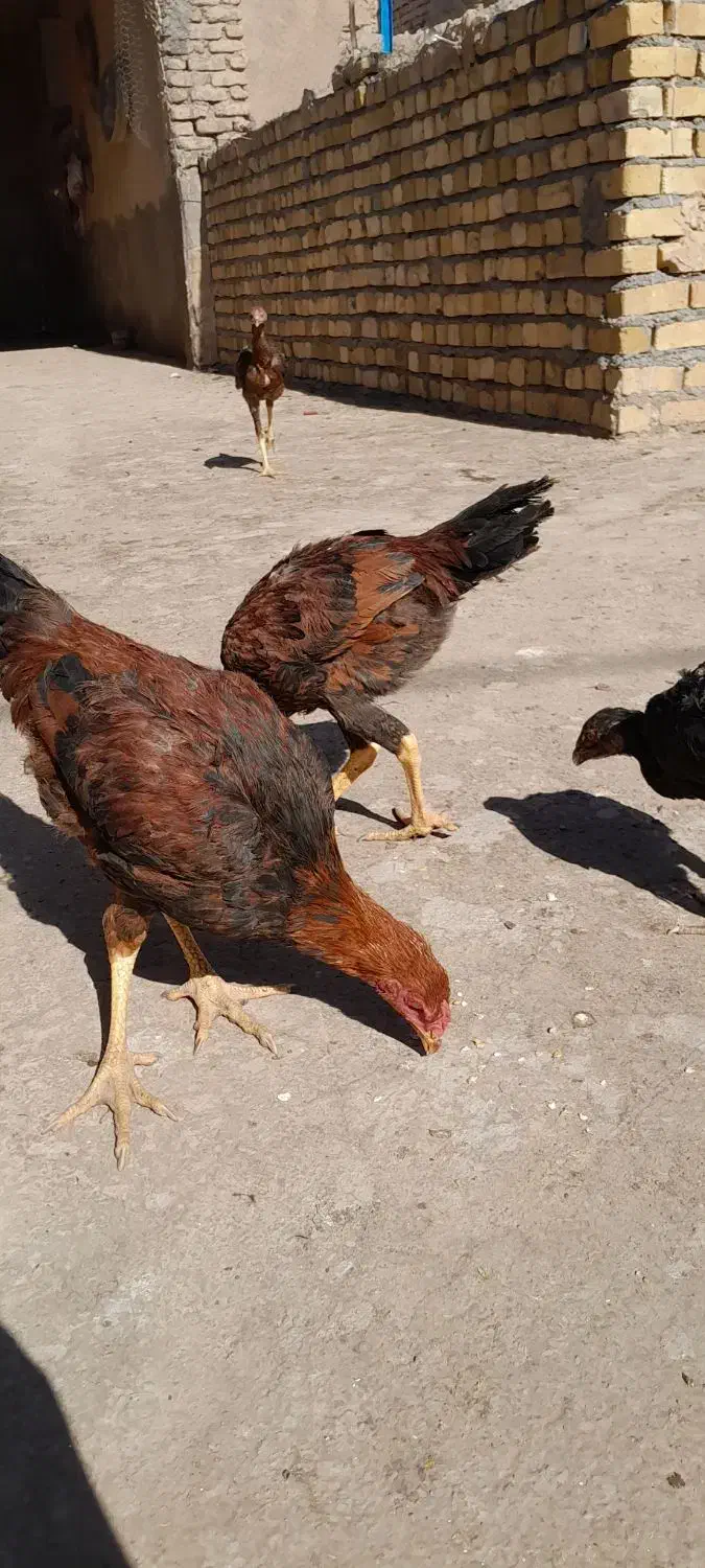 ۵ تا جوجه لاری ۴ ماهه|حیوانات مزرعه|تربتحیدریه, مورشک|دیوار