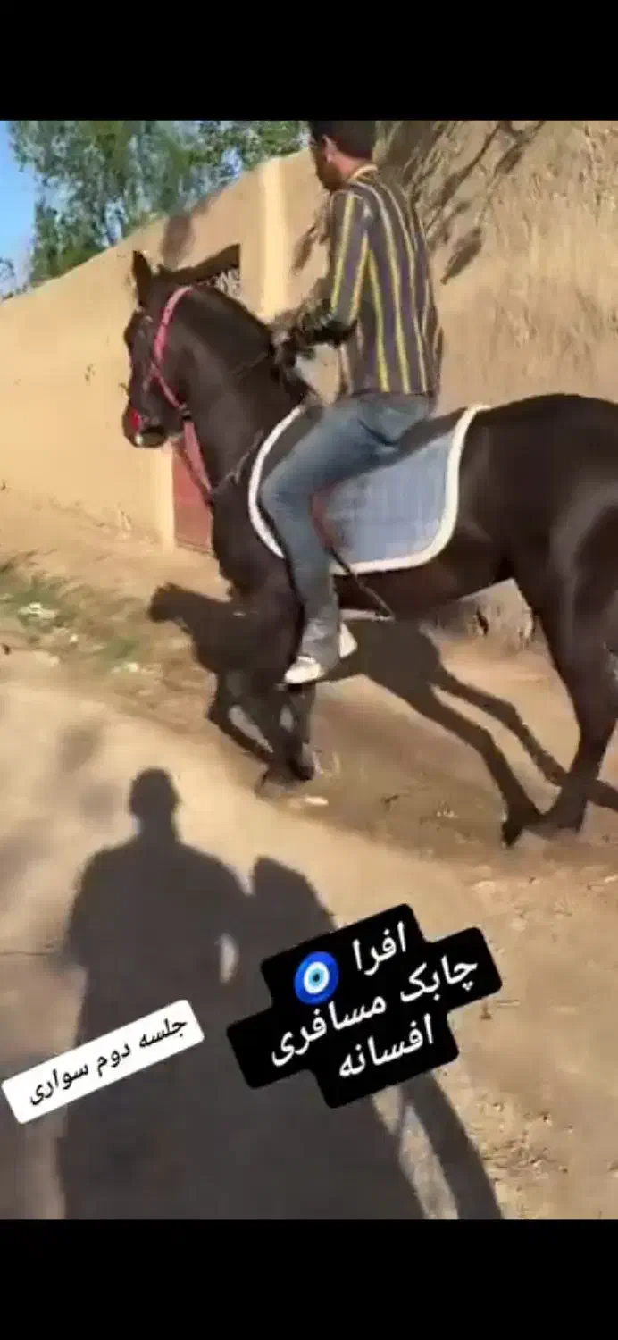 اسب|اسب و تجهیزات اسبسواری|خمینیشهر, |دیوار