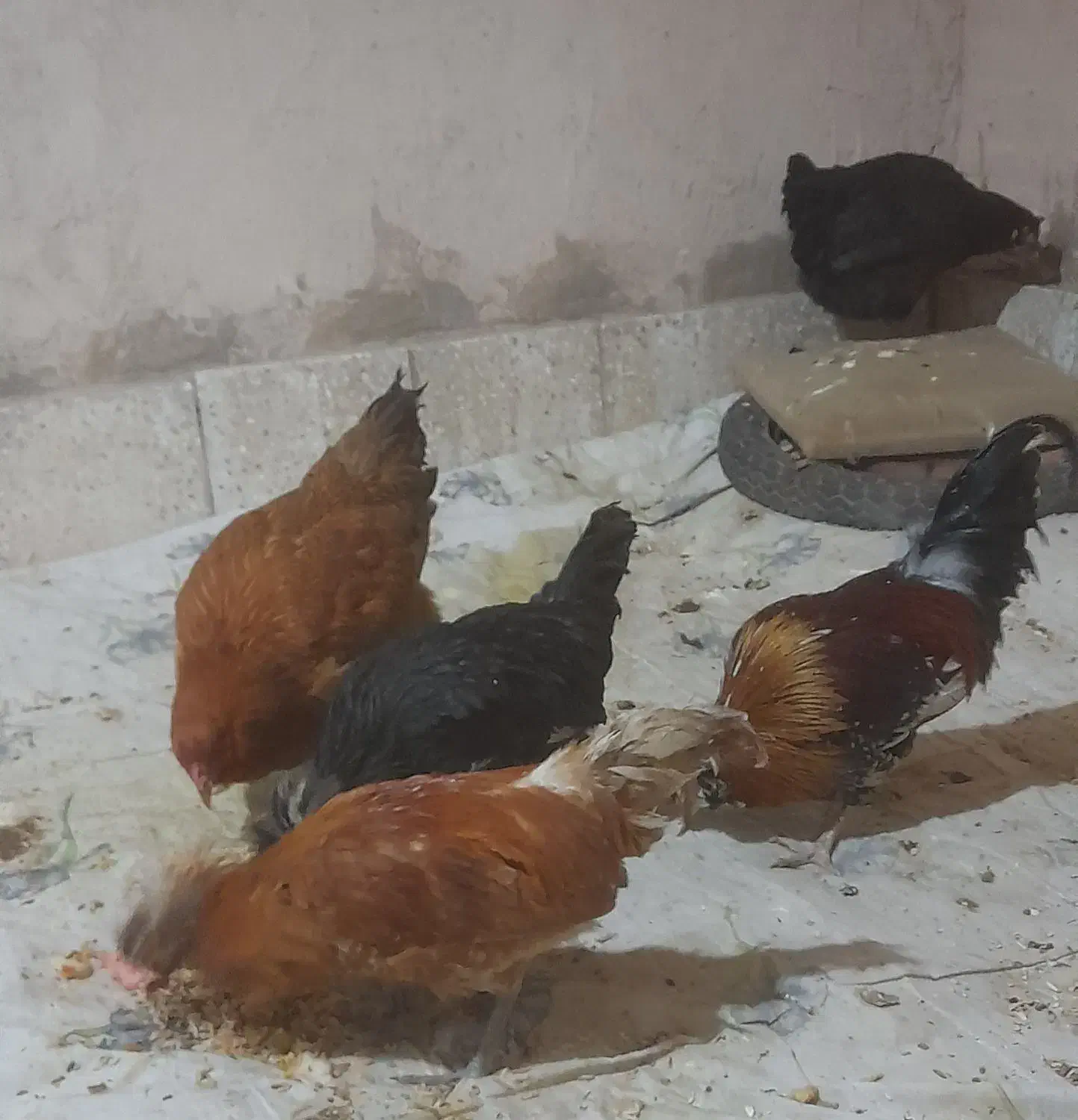 فروش مرغ وخروس|حیوانات مزرعه|بوئین و میاندشت, |دیوار