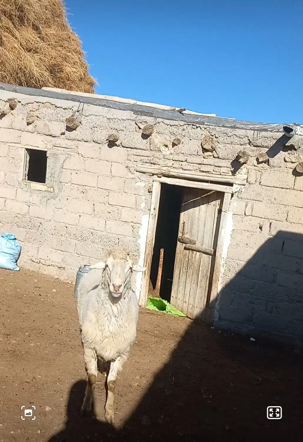 قوچ دامپروری ۳ ساله|حیوانات مزرعه|مشگین شهر, |دیوار