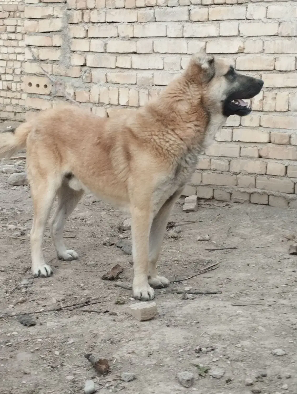 توله سگ ۸ ماهه سرابی|سگ|مشهد, توس (بلوار توس)|دیوار