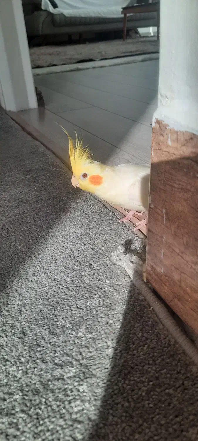 عروس هلندی گمشده|حیوانات|شیروان (خراسان), |دیوار