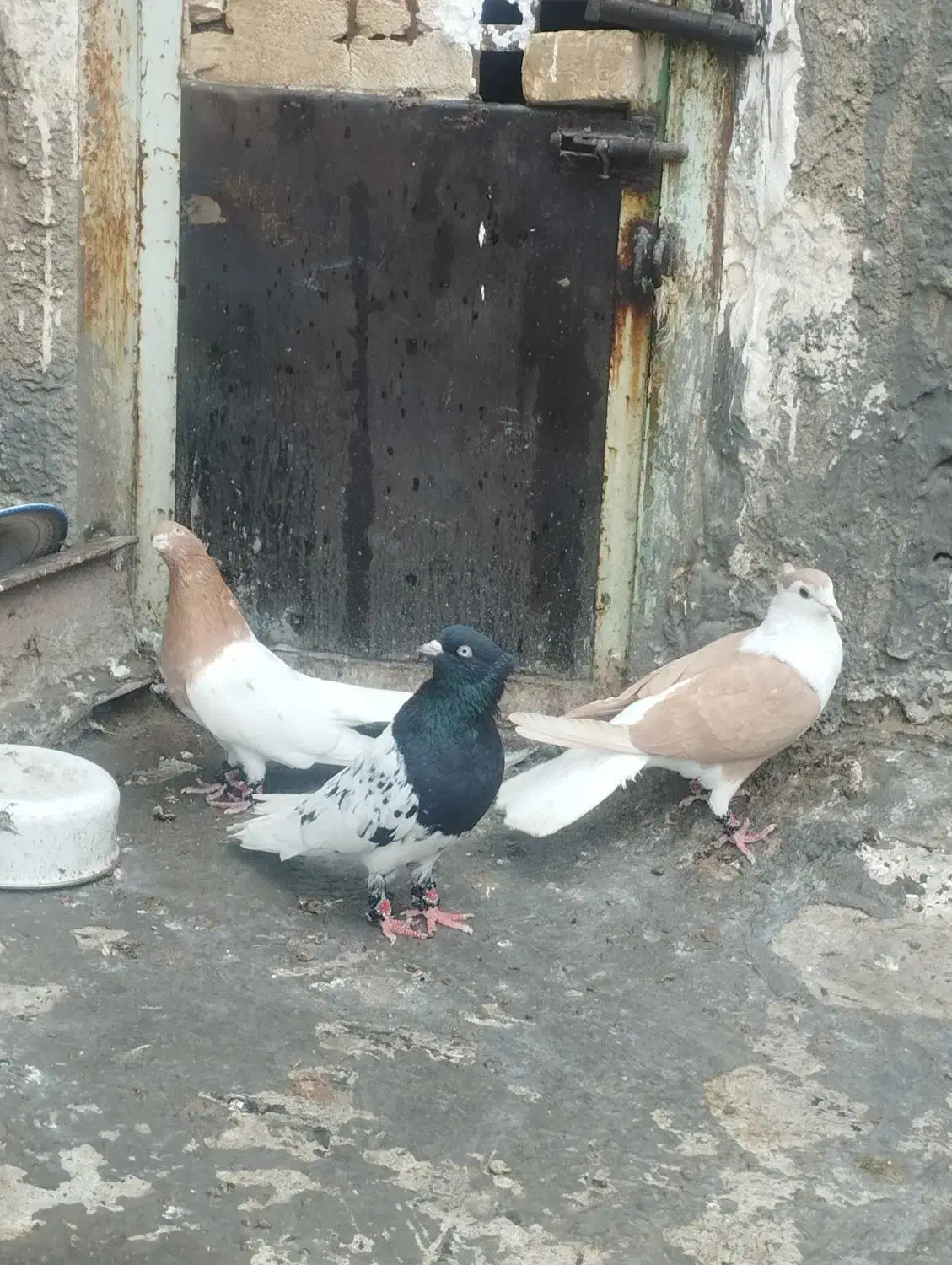 کبوتر کله ای دوبالی|پرنده|دزفول, |دیوار