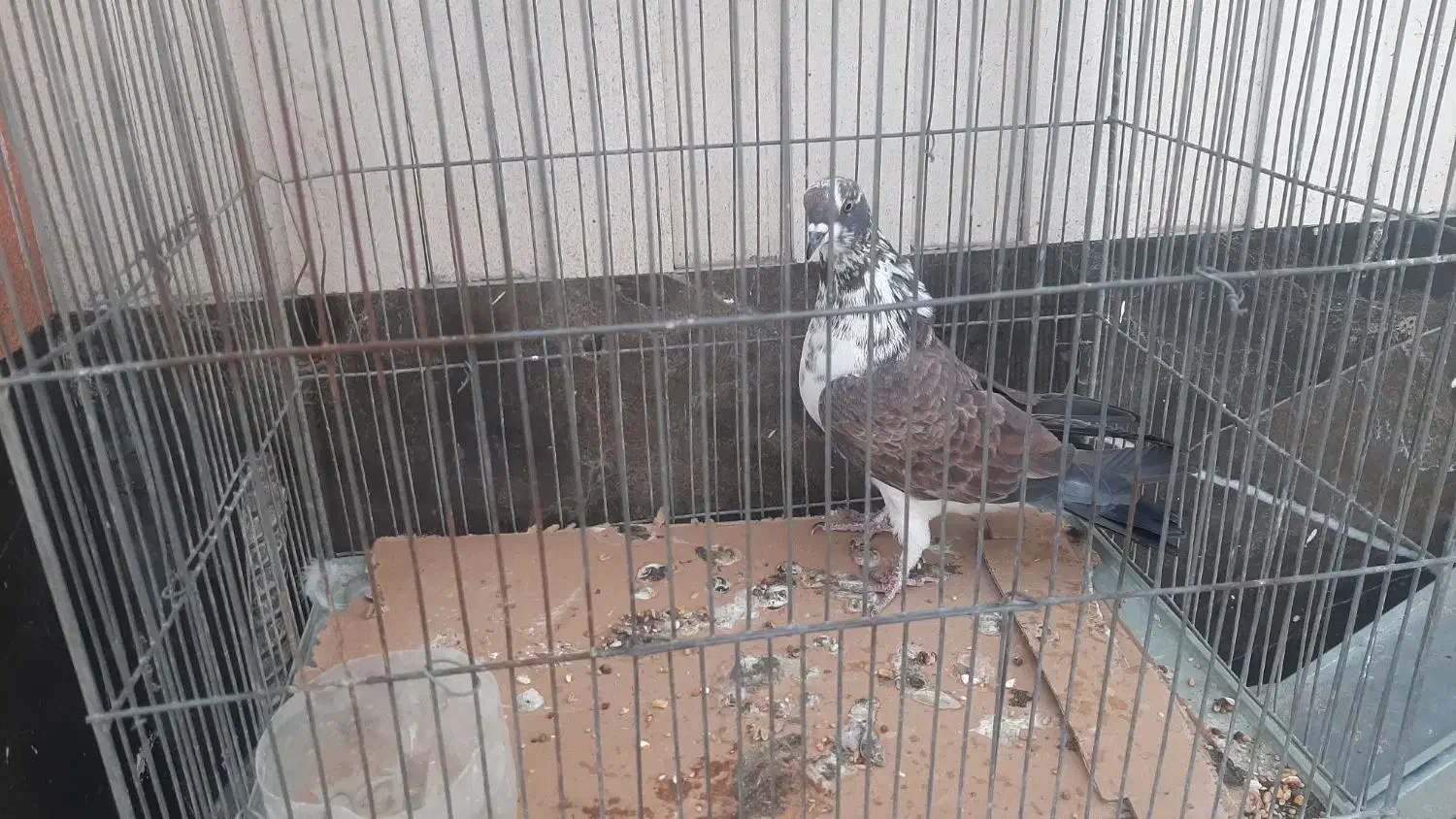 کبوتر|پرنده|اصفهان, پروین|دیوار