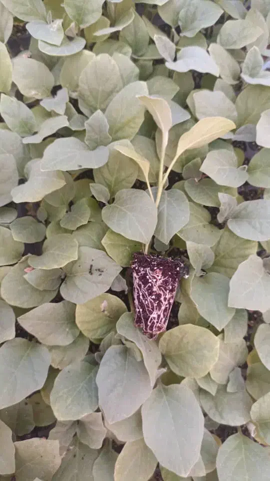 سالن تولید (نشا) کشت آزاد|خدمات باغبانی و درختکاری|بندرعباس, |دیوار