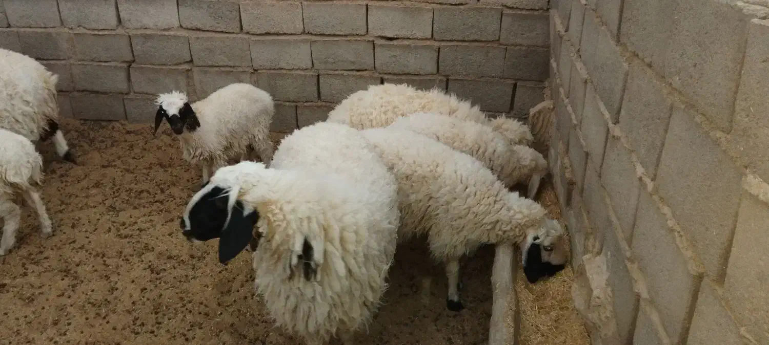 بره  فروشی|حیوانات مزرعه|فردوس (خراسان), |دیوار