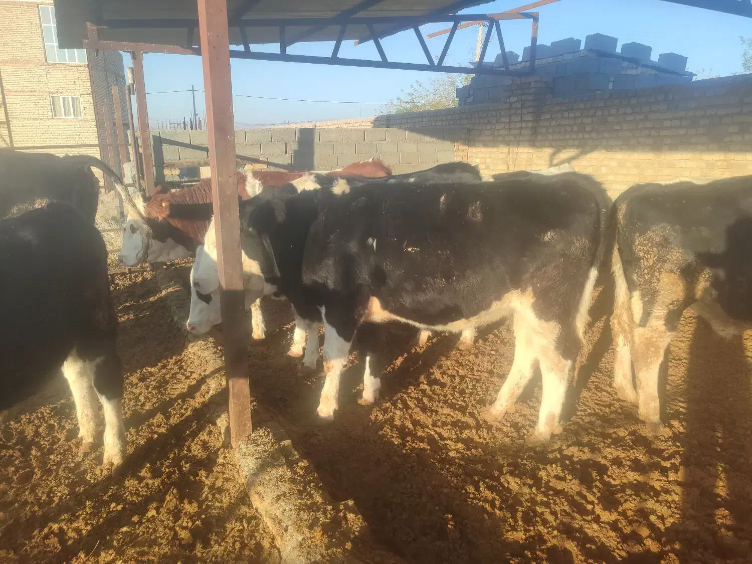 گوساله نروماده درفریمان|حیوانات مزرعه|قلندر آباد, |دیوار